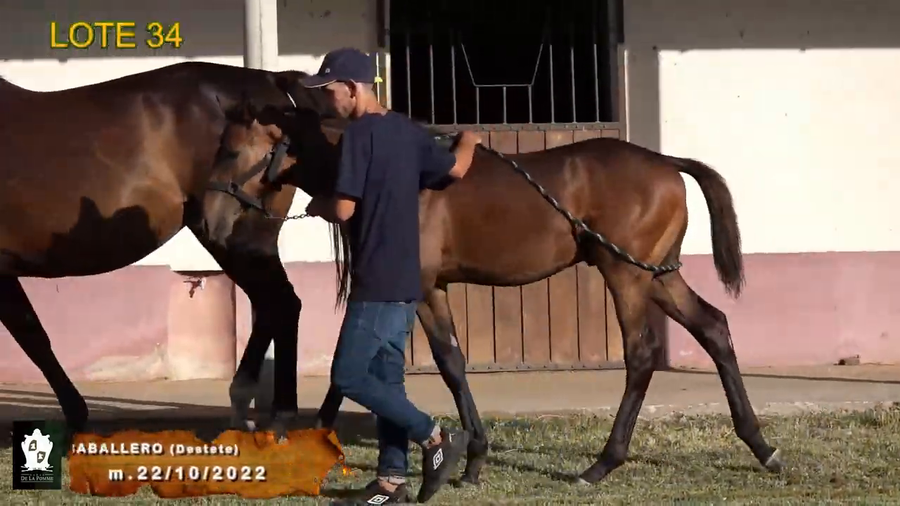 Lote Todo Un Caballero