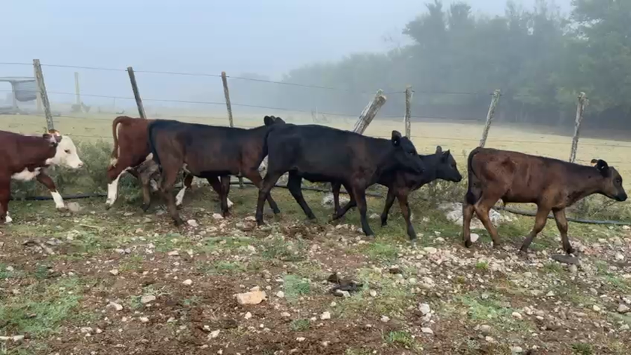 Lote TERNEROS Y TERNERAS