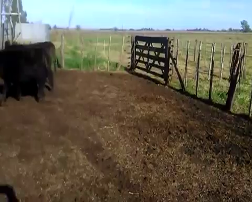 Lote 24 Terneros de 190kg en Gral. Paz, Buenos Aires