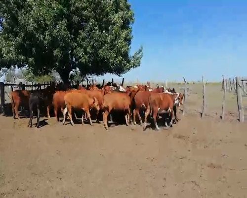 Lote 55 Terneras en Federal, Entre Ríos