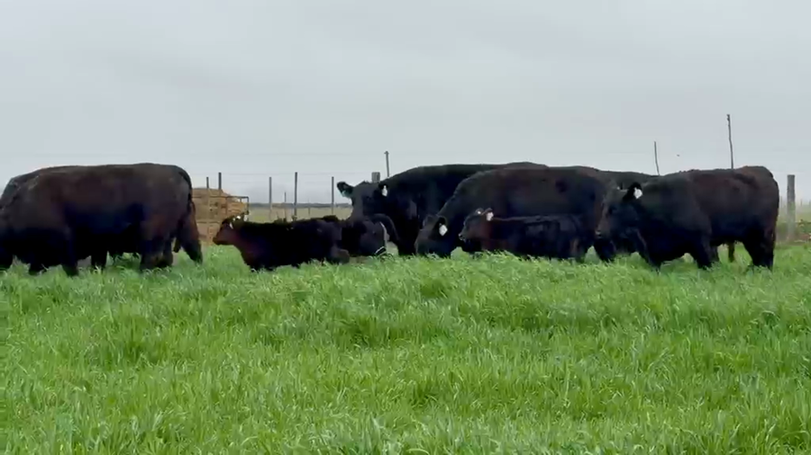 Lote VAQUILLONAS A. ANGUS PC NEGRAS