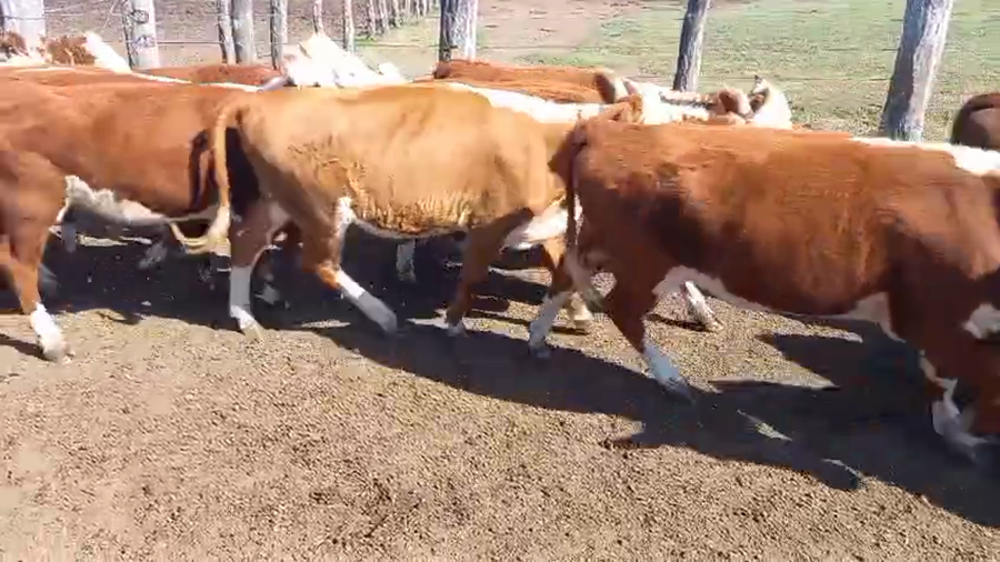 Lote 62 Terneros/as en Corrientes, Curuzú-Cuatiá