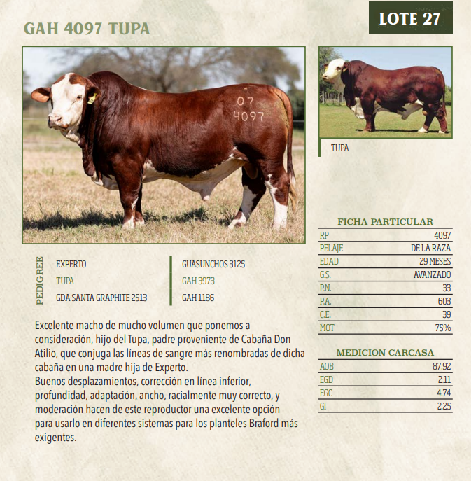 Lote LOTE 27