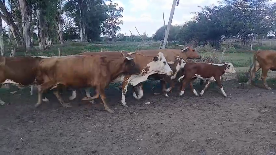 Lote 46 Vientres con Crías y Preñados en Corrientes, Curuzú-Cuatiá