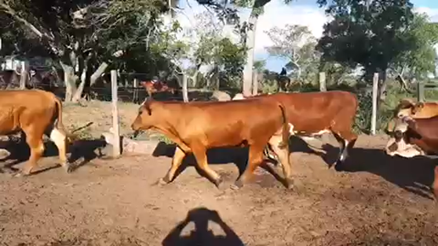 Lote 42 Novillitos en Esquina, Corrientes