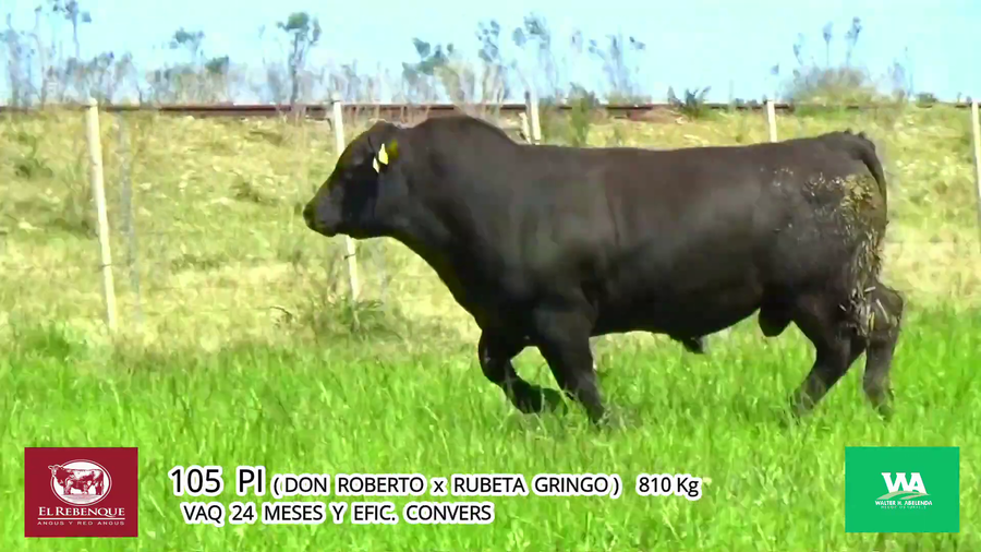 Lote Toros a remate en Angus el Rebenque  en Asociación Rural de Florida
