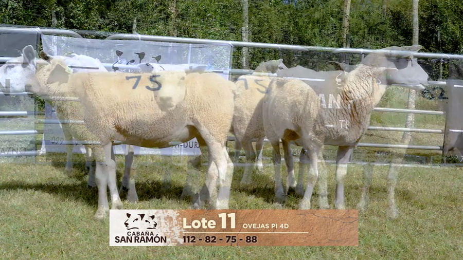 Lote Lote 11