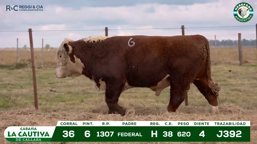 Lote TOROS HEREFORD Y PUROS REGISTRADOS.- Cabaña La Cautiva