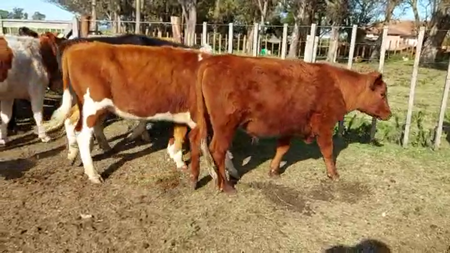 Lote 9 Novillos HEREFORD a remate en PANTALLA CAMY - SAN JOSE  1500 VACUNOS 380kg - , San José