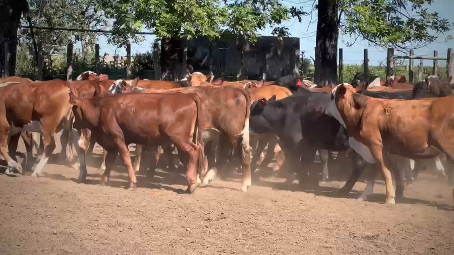 Lote 68 Novillitos en Gualeguay, Entre Ríos