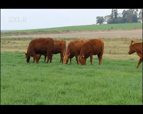 Lote CABAÑA “MALAIKA” de CabaÑa Victoria SRL VAQUILLAS PURAS CONTROLADAS COLORADAS PREÑADAS