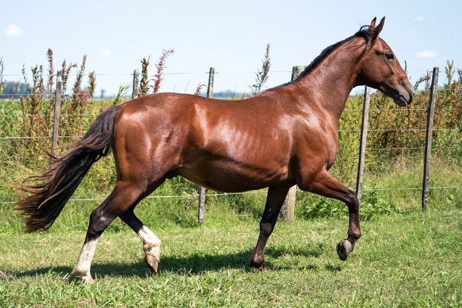 Lote CAMPANITA ORIENTAL (Oculto)