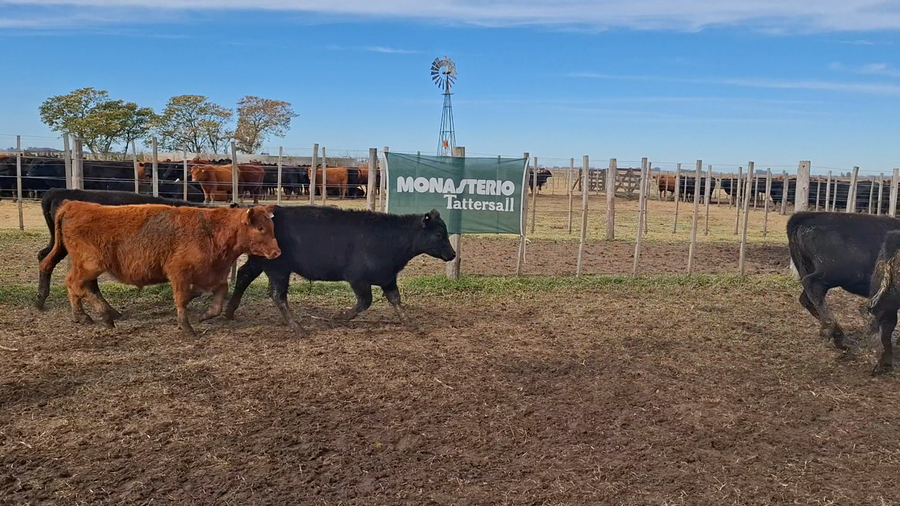 Lote 35 Terneros en Buenos Aires, Navarro