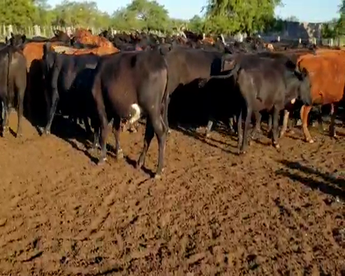Lote 100 Novillos en Villaguay, Entre Ríos