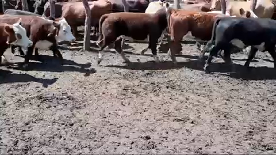 Lote 75 Terneros/as en Villaguay, Entre Ríos