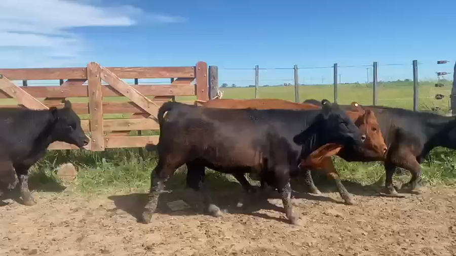 Lote 14 Vaquillonas Pesadas