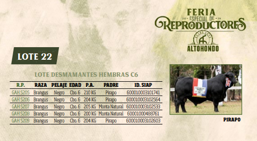 Lote LOTE 22