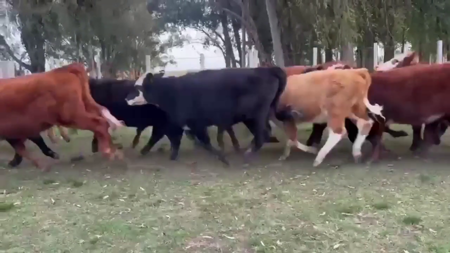 Lote 50 Terneras en Isla Patrulla, Treinta y Tres