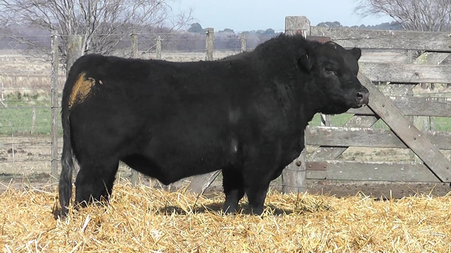 Lote TOROS PUROS POR CRUZA