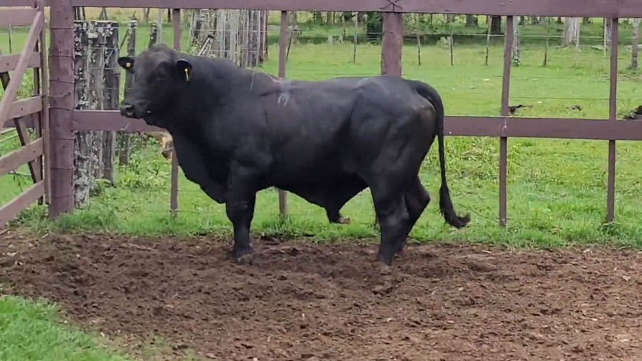 Lote Toros T. Brangus  Negro a remate en Remate de Reproductores, Asunción