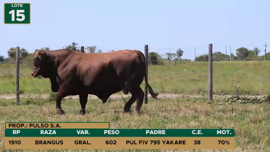 Lote TOROS LOTE 15