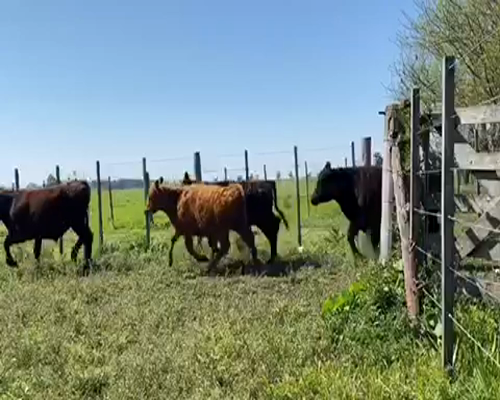 Lote 52 Terneros/as en Navarro, Buenos Aires