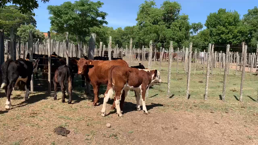 Lote 15 Terneros en Melo, Cerro Largo