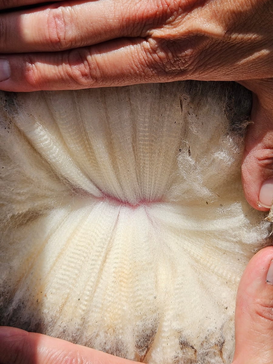 Lote (Vendido)Carneros a remate en Subasta Online - Nambi Guasu, Lavalleja