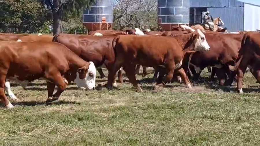 Lote 60 Terneros