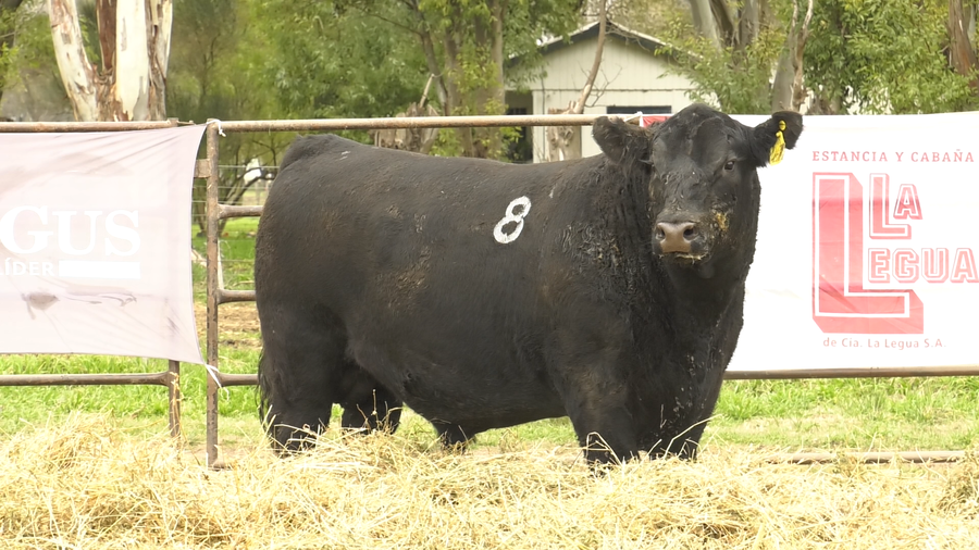 Lote TOROS ANGUS NEGROS  PC