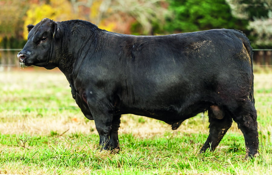 Lote TOROS PUROS DE PEDIGREE