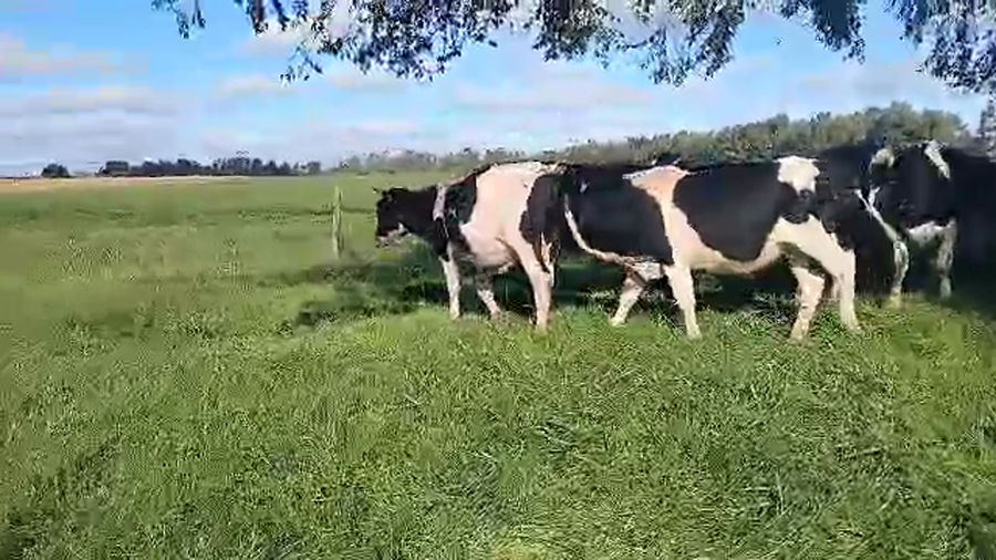 Lote 19 Novillos a remate en Pantalla Camy, San José