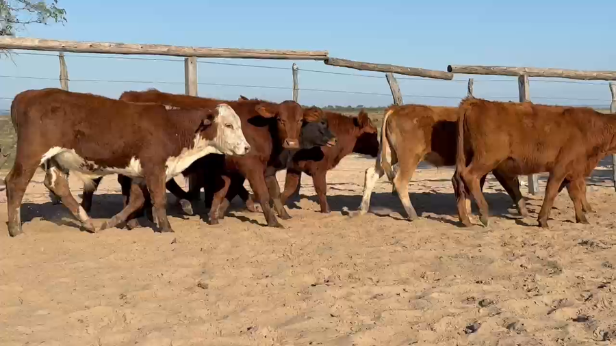 Lote 120 Terneros