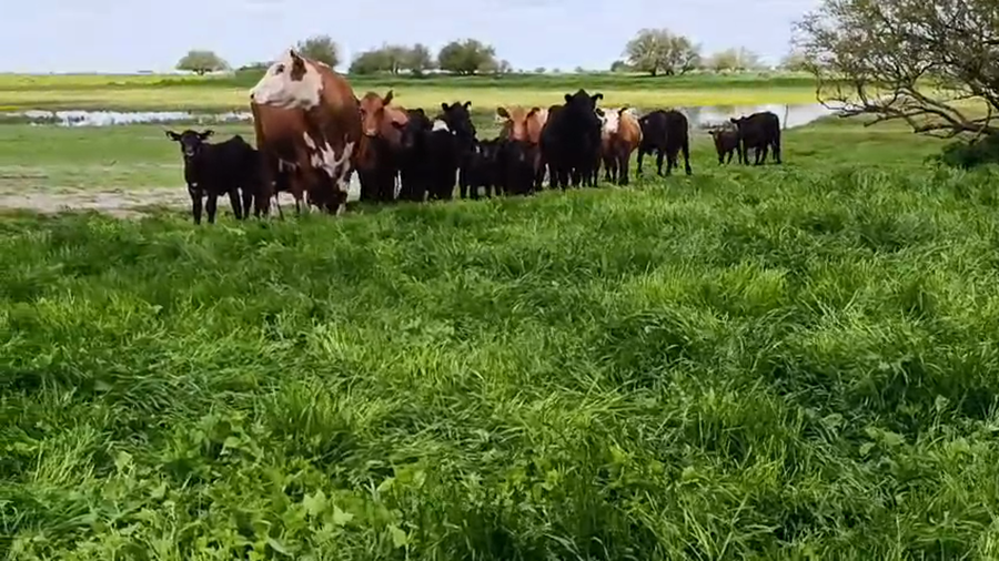 Lote 15 VACAS NUEVAS Y MEDIO USO AL CTE