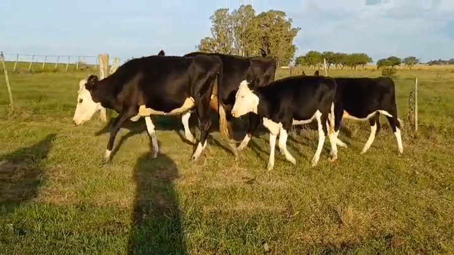 Lote 4 Piezas de cría a remate en #44 Pantalla Carmelo en OMBUES DE LAVALLE