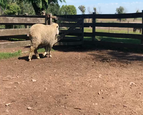 Lote 1 Borregos en Cerro Largo, Cerro Largo
