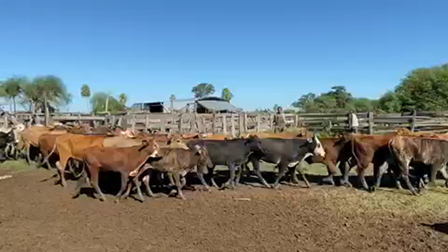 Lote 115 Terneras en Pto. Eva Perón, Chaco