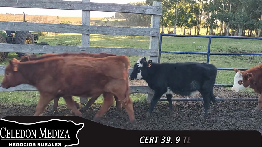 Lote 9 Terneras en Parador Tajes, Canelones