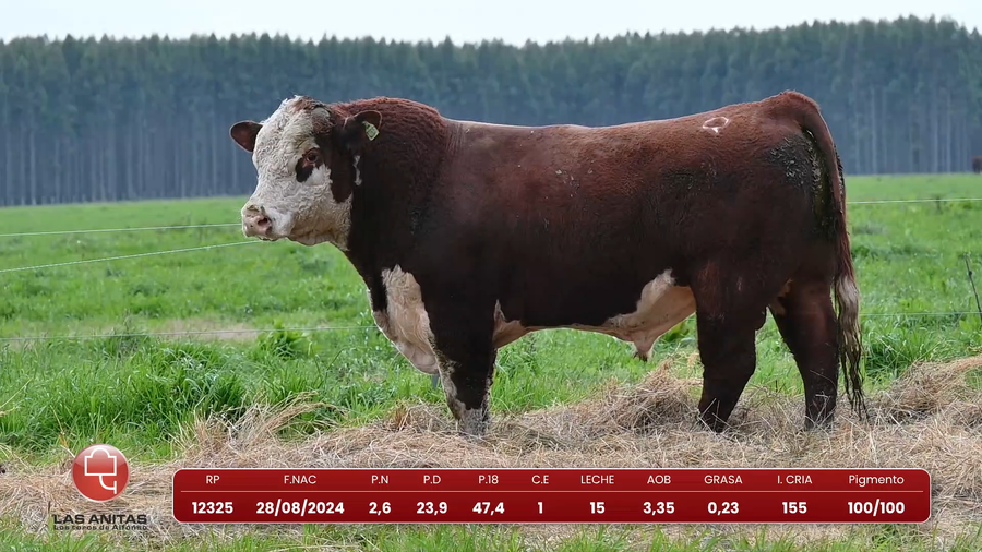 Lote Lote 18