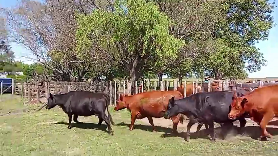 Lote 100 AL CTE USADAS