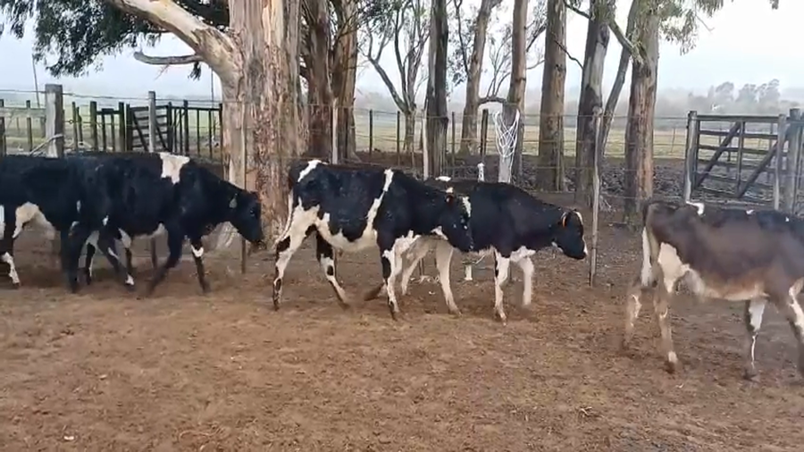 Lote 23 Terneros HO a remate en #45 Pantalla Carmelo  160kg -  en Colonia Alonso Montaño