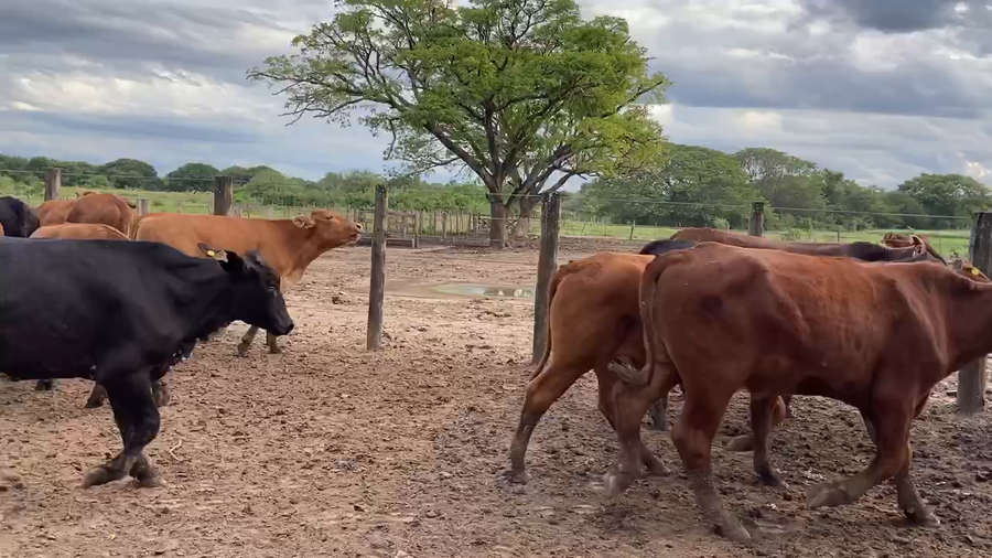 Lote 90 Novillitos en Gral. Vedia, Chaco