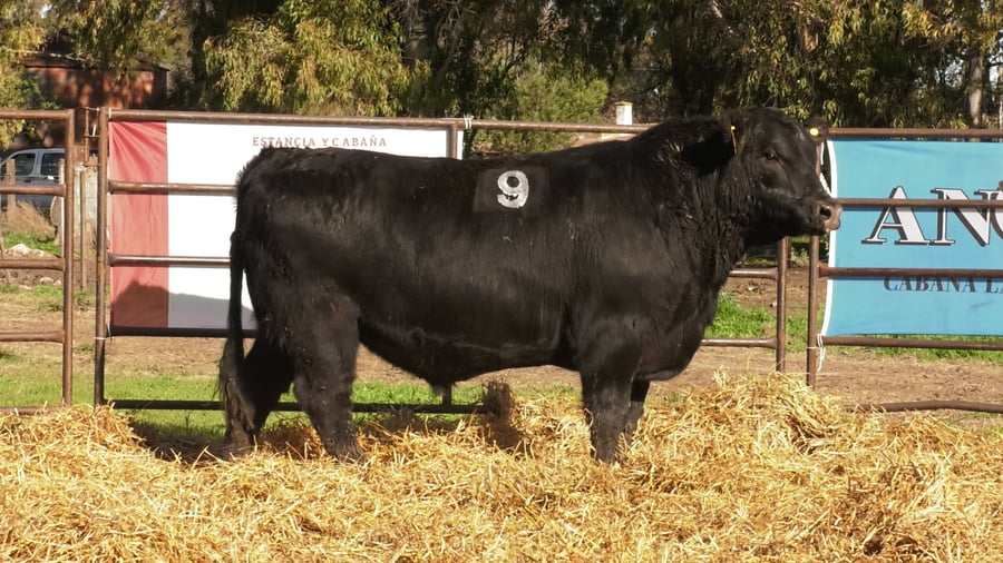 Lote TOROS ANGUS NEGROS PC