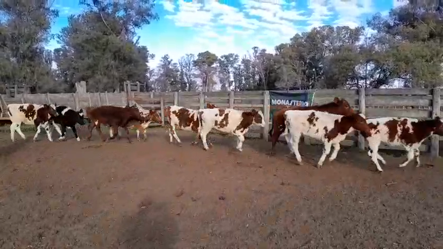 Lote 50 Terneros en 30 de Agosto