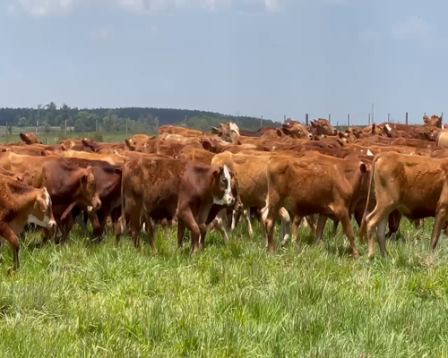 Lote 300 Terneros en Santo Tomé, Corrientes
