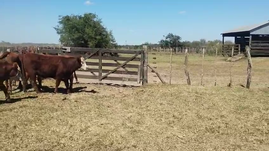 Lote 63 Novillitos en Entre Ríos, Perdices