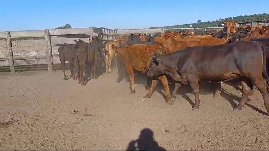 Lote 70 Terneras en Villaguay, Entre Ríos