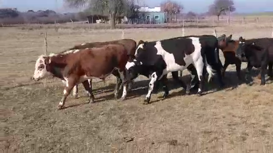 Lote (Vendido)10 Terneros HEREFORD/ ANGUS a remate en PANTALLA FEDERICO GARLAND 265kg -  en POLANCOS