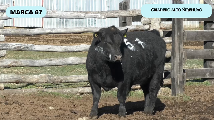 Lote 1 Toro en Coyhaique, XI Región Aysén