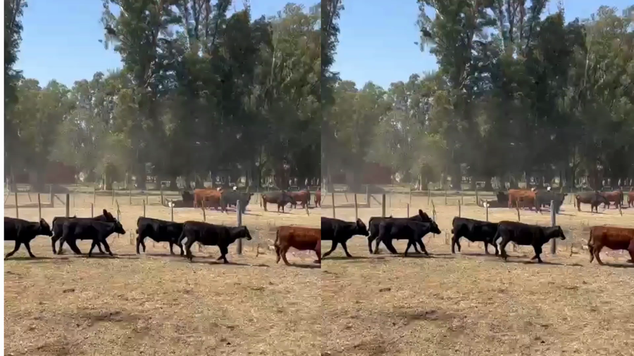 Lote 66 Terneros/as en Brandsen, Buenos Aires